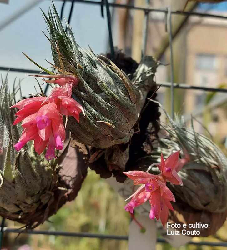 Tillandsia kautskyi x kautskyi (Bromeliacea) (Tam: A florir