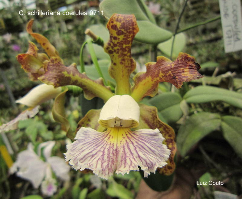 C. schilleriana coerulea (Coer. Gilson x coer. verde) (Adultas