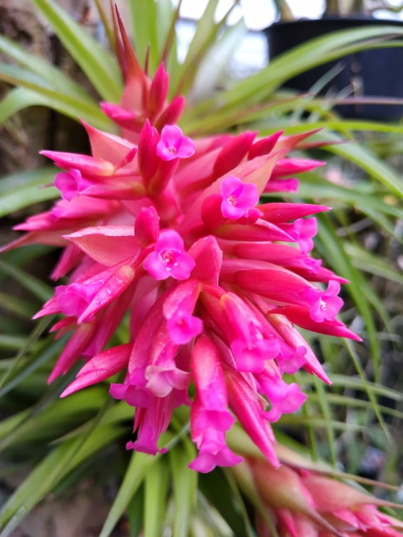 Tillandsia geminiflora x geminiflora (Bromeliacea) (Tam: Adultas