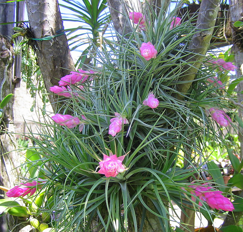 Tillandsia stricta x stricta (Bromeliacea) (Tamanho: Adultas