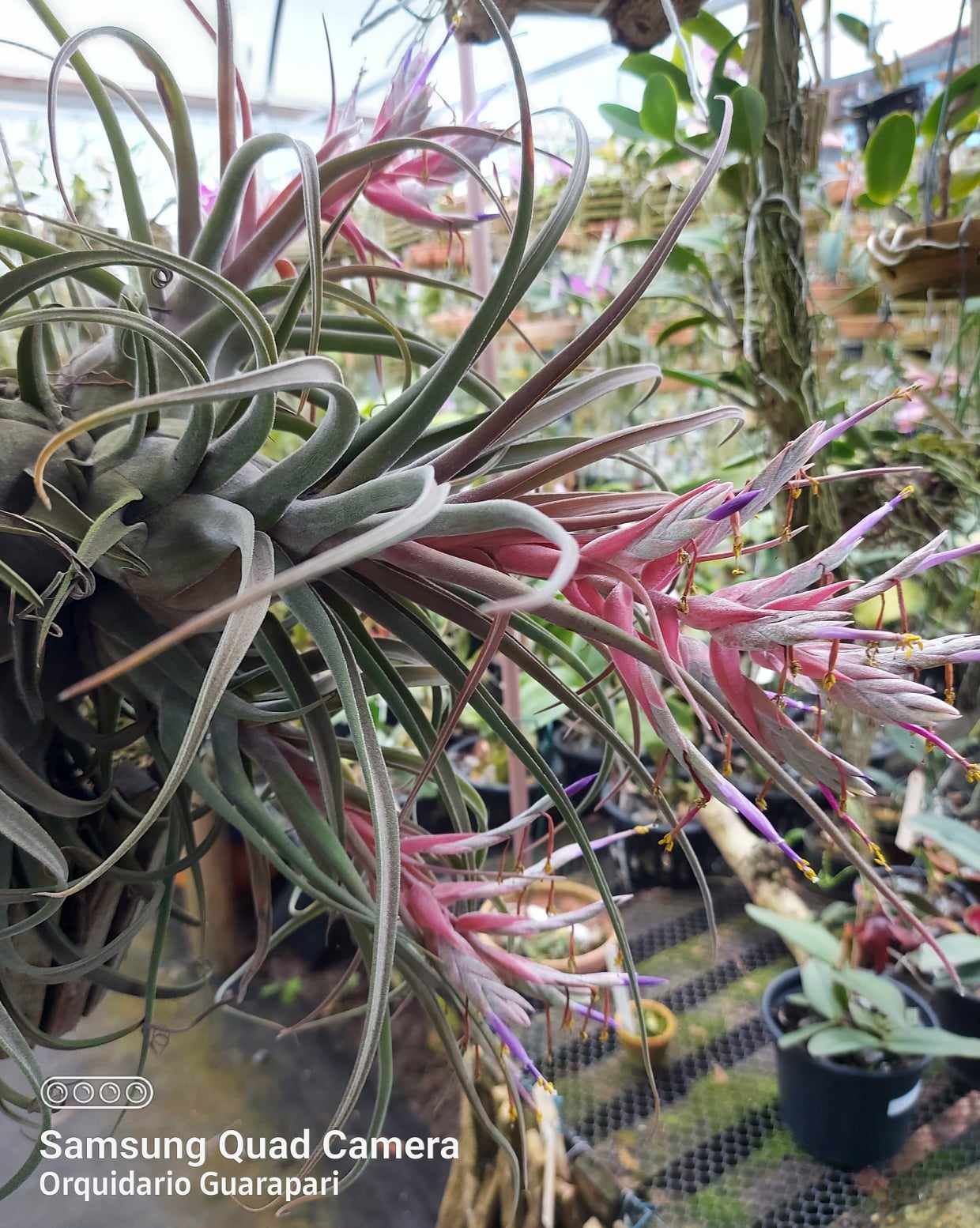 Tillandsia streptophylla x seleriana (Guatemala) (Bromeliacea