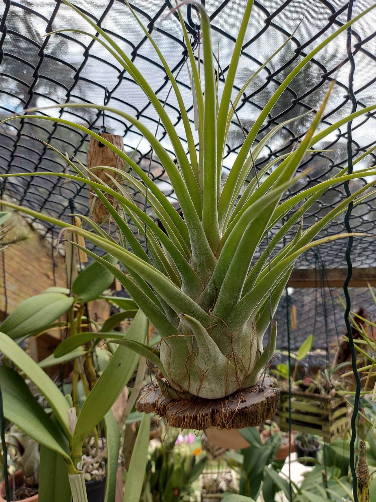 Tillandsia streptophylla x seleriana (Guatemala) (Bromeliacea