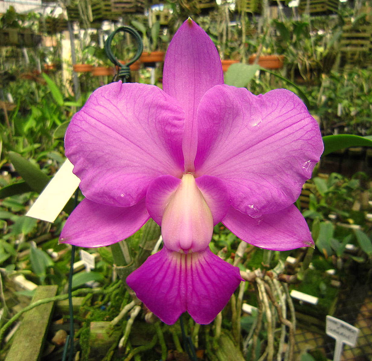 C. walkeriana tipo #2506 (Corte) – Orquidario Guarapari