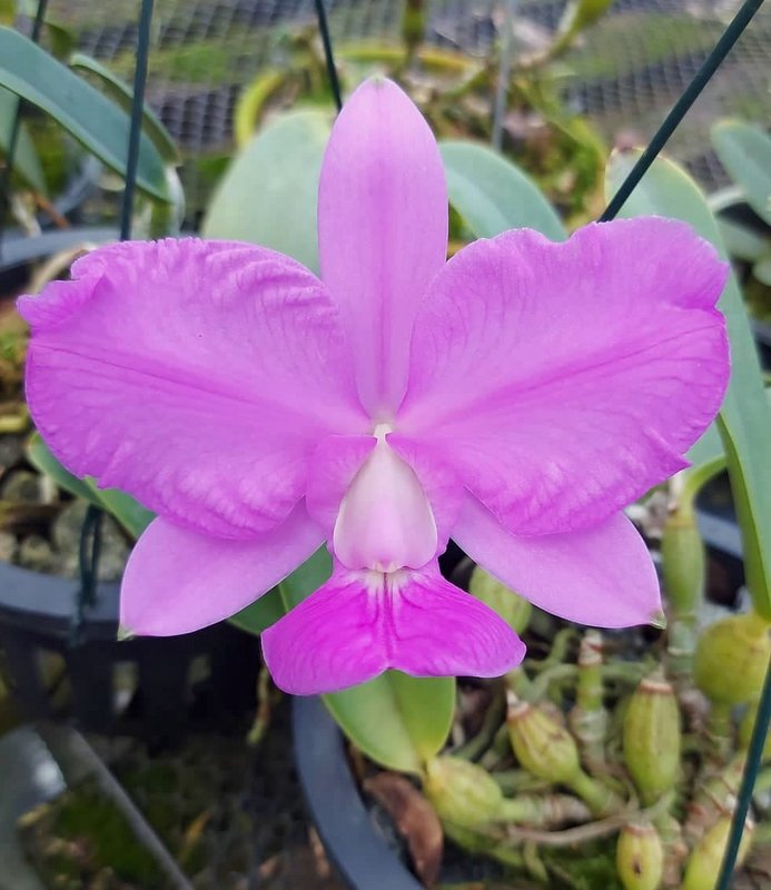 C. walkeriana trilabelo 0907 (CORTE ) – Orquidario Guarapari