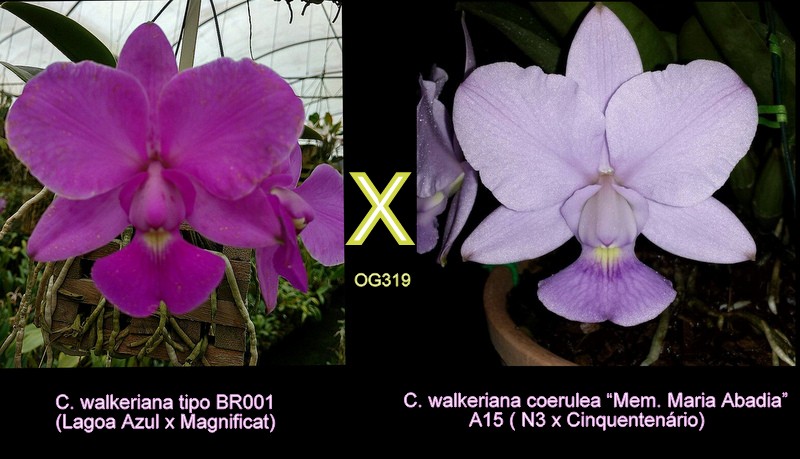 C. walkeriana tipo BR001 X coerulea “Mem. Maria Abadia Izidoro