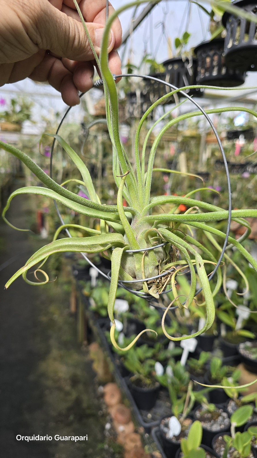 Tillandsia streptophylla (Guatemala) (Bromeliacea) (Tamanho: A