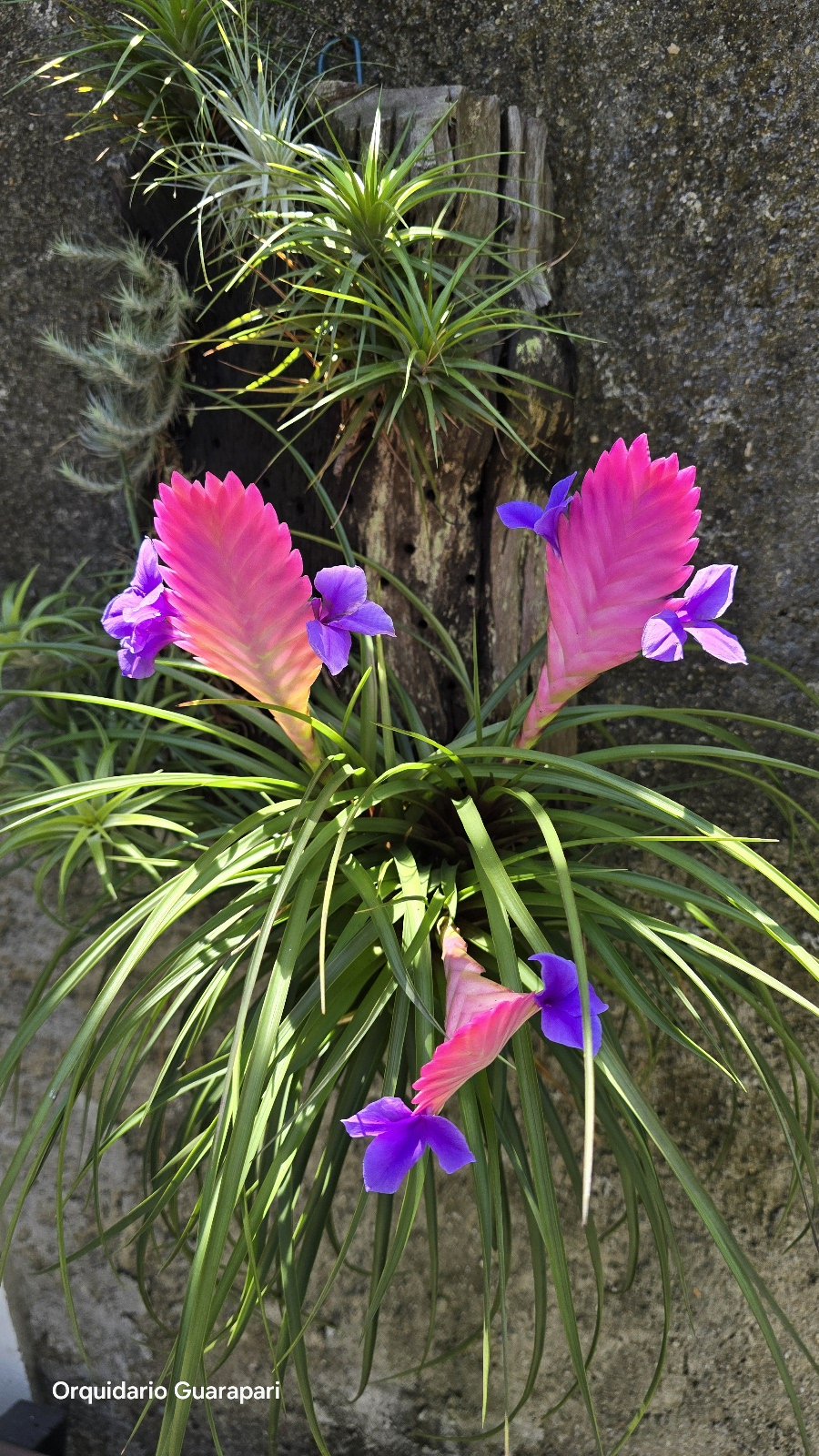 フラワー・ガーデニング Tillandsia cotagaitensis **50** Tillandsia cyanea (Colômbia) (Bromeliacea) (Tamanho: A florir 1