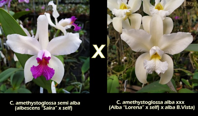 C. amethystoglossa semi alba “Piatã” x alba (BV x Lorena) (Tam: 2