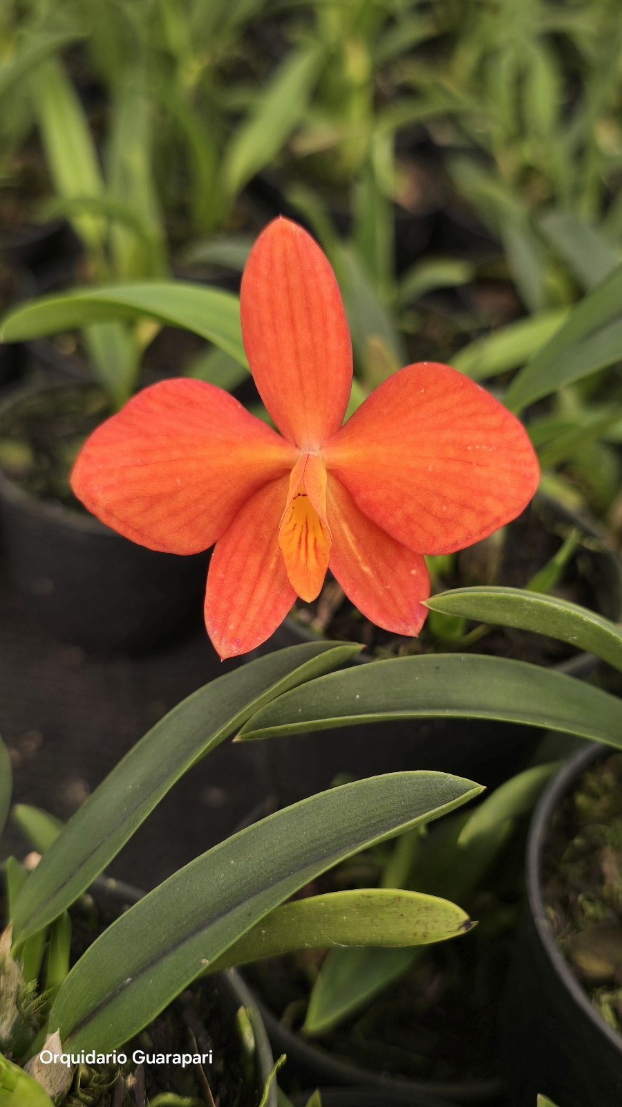 Sophronitis coccinea (A florir) – Orquidario Guarapari