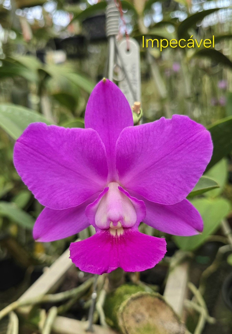 ★CHARLESチェキ MAYA LAFFLESIA LAREINE ポワトリン C. walkeriana tipo “Impecável” (Da Dorinha) (Corte 6 bulbos