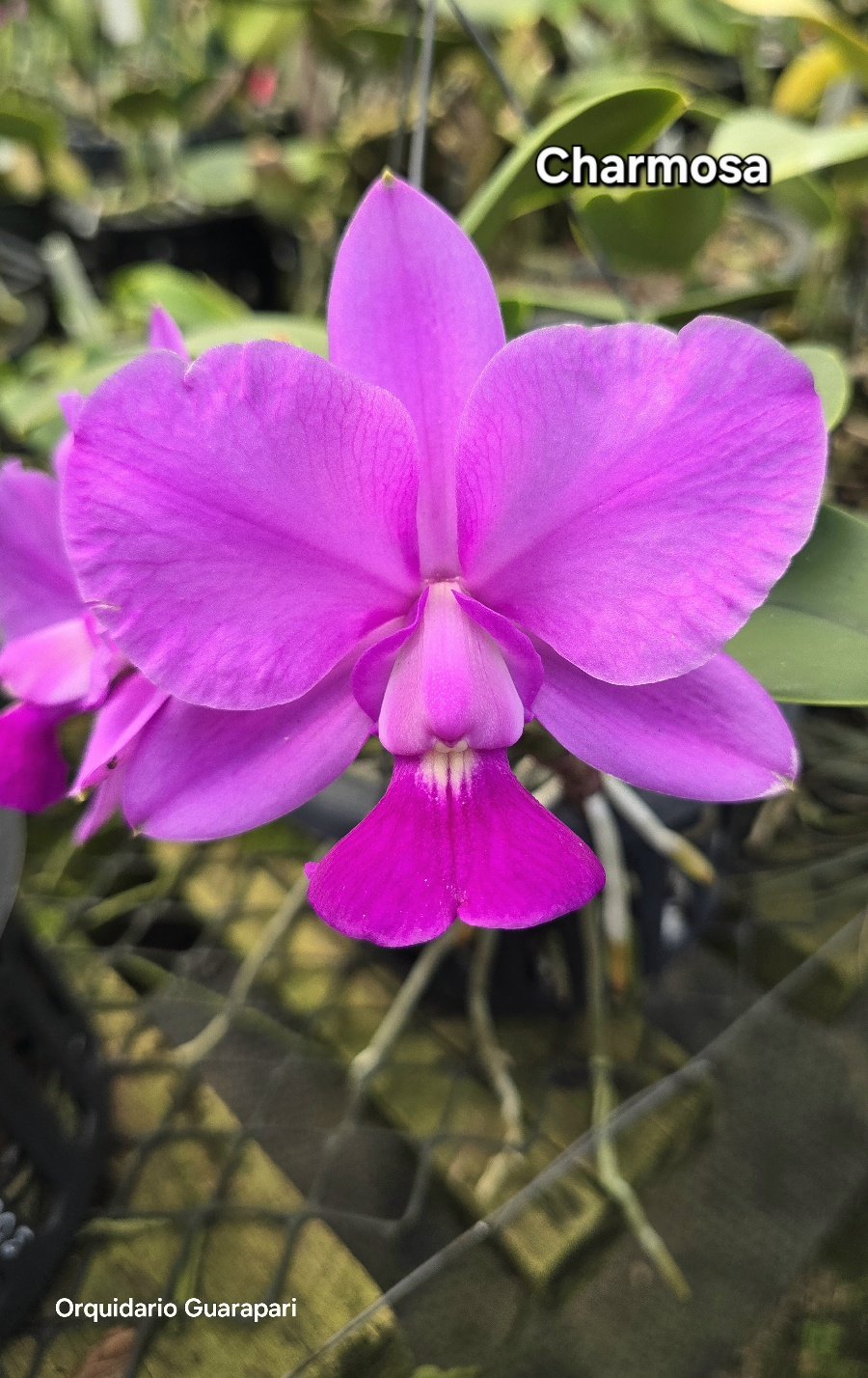 C. walkeriana tipo “Charmosa” (Mateus Leme x Rafael) (Corte 4