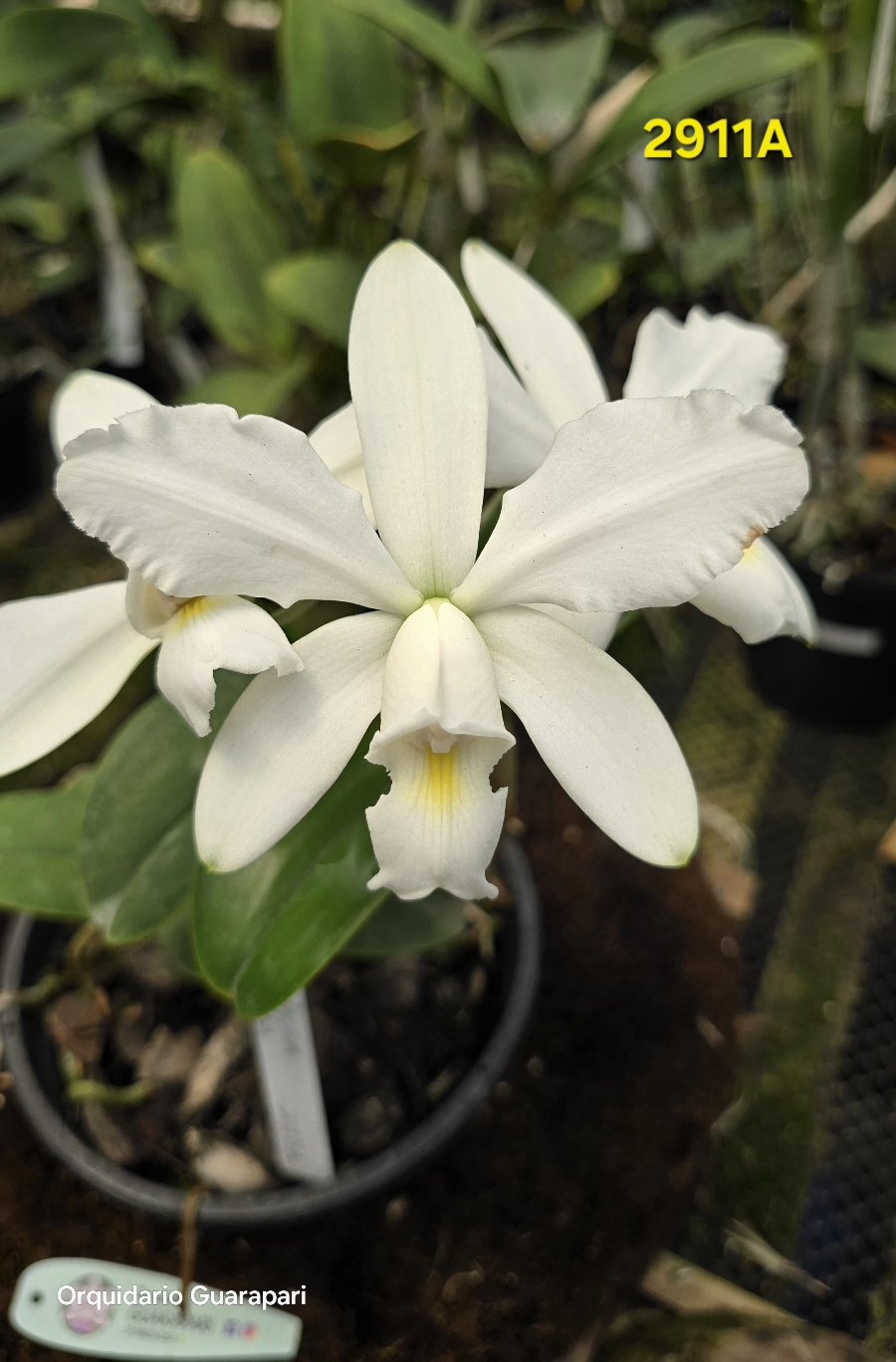 英麻呂【トロピフローラ】 T. bulbosa f. alba C. violacea alba 2911A (alba D. Eny x alba Rio Machado) x sibling